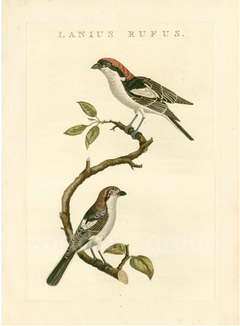 gravura clássica de passarinhos