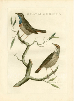 gravura de passarinhos antiga
