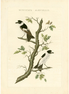 gravura antiga de aves