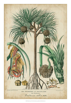 gravura clássica botânica