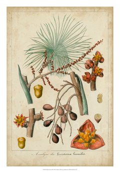 gravura botanica plantas