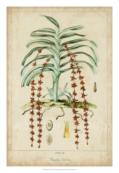 gravura botanica de coqueiros
