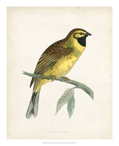 Morris Cirl Bunting - Morris - comprar online