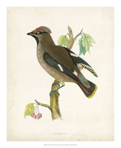 Morris Waxwing - Morris - comprar online