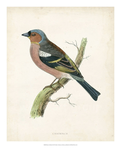 Morris Chaffinch - Morris - comprar online