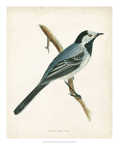 Morris White Wagtail - Morris - comprar online