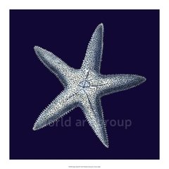 gravura estrela do mar