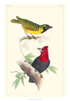 Lemaire Birds II - C.L. Lemaire