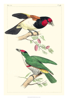 Lemaire Birds III - C.L. Lemaire