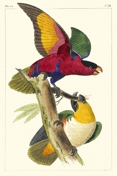 Lemaire Parrots I - C.L. Lemaire