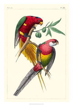 Lemaire Parrots III - C.L. Lemaire