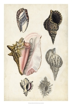 quadro de conchas