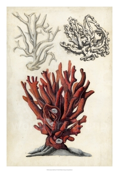 gravura corais de recife