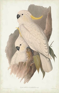 Bird of Australia XII - John Gould