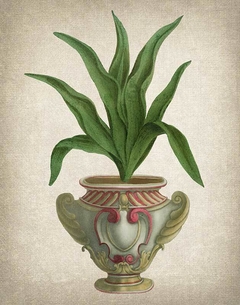 Aloe Tuberosa - Old Art Design - comprar online