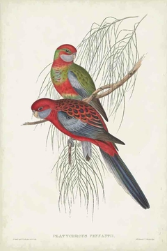 gravuras aves tropicais para quadro