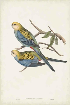 Gravura Aves J. Gould para quadro