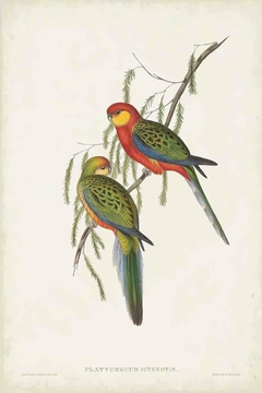 Birds of Australia CXXIV - John Gould