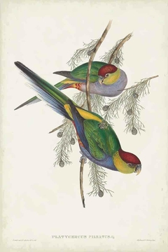Birds of Australia CXXXVI - John Gould