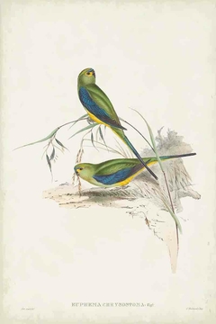 Birds of Australia CLVI - John Gould