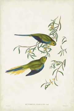 Birds of Australia CLX - John Gould