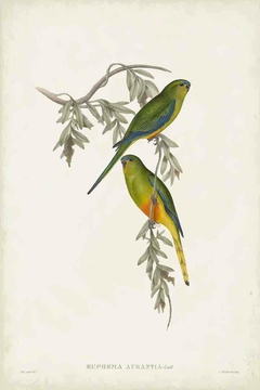 Birds of Australia CLXIV - John Gould