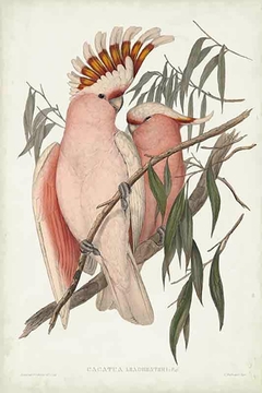 Birds of Australia XVI - John Gould