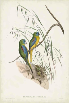 gravura pássaros tropicais