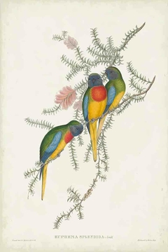 Birds of Australia CLXXVI - John Gould