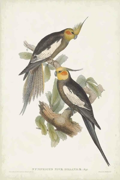 Birds of Australia CLXXXVIII - John Gould