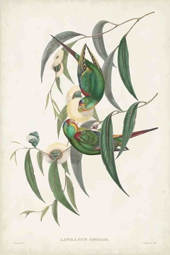 Birds of Australia CXCVI - John Gould