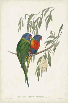 Birds of Australia CC - John Gould