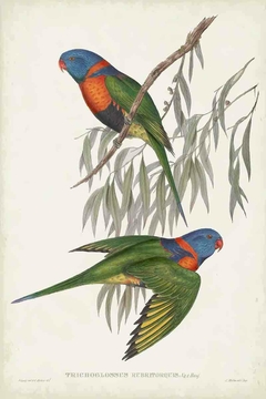 Birds of Australia CCIV - John Gould
