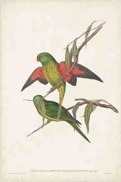gravuras aves tropicais
