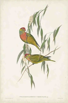 Birds of Australia CCXII- John Gould