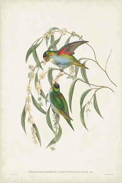 Birds of Australia CCXX - John Gould