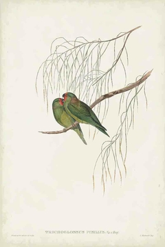 Birds of Australia CCXXIV - John Gould