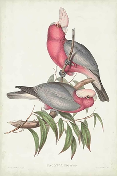 Birds of Australia XXIV - John Gould