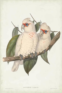 Birds of Australia XXVIII - John Gould