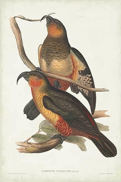 Birds of Australia XXXII - John Gould