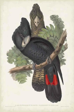 Birds of Australia XL- John Gould