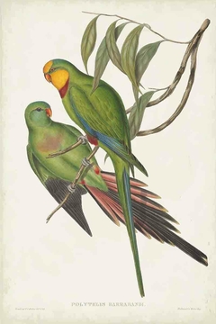 Birds of Australia LXVIII - John Gould