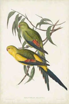 Birds of Australia LXXII - John Gould