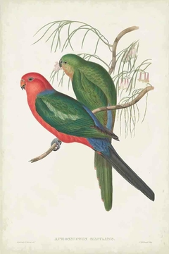 Birds of Australia LXXVI - John Gould