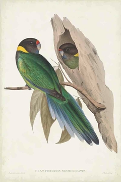 Birds of Australia LXXXIV - John Gould