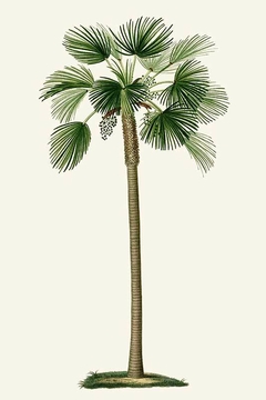 gravura palmeira clássica