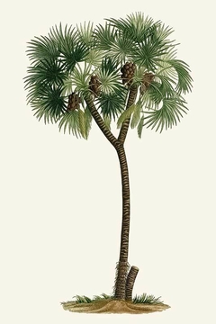 gravura palmeira tamareira