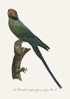 gravura de papagaio