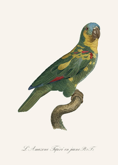 gravura papagaio brasileiro