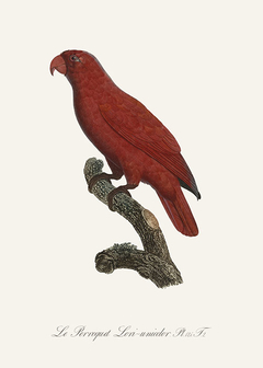gravura clássica papagaio